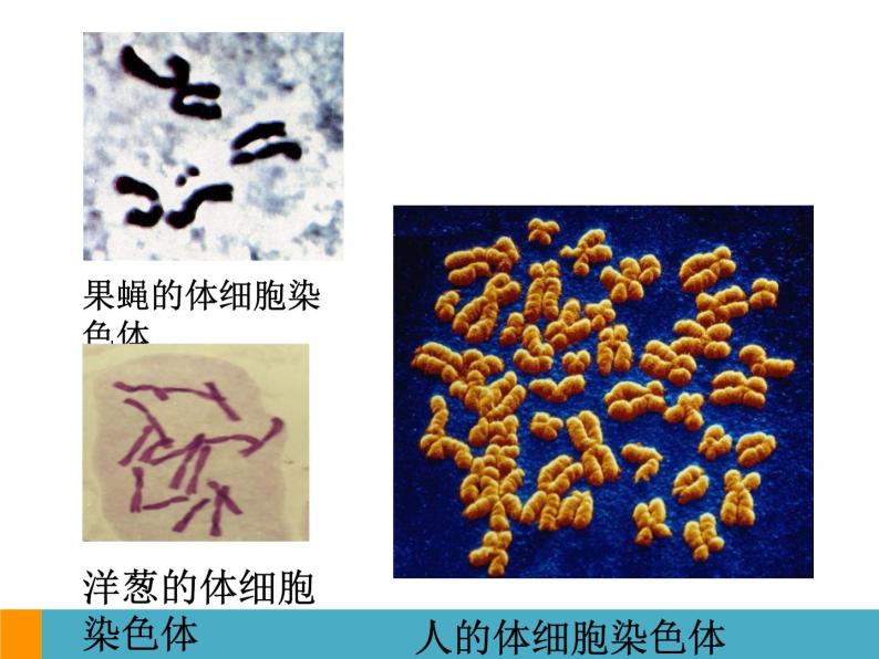 上海版八年级上册生物  2.3.2 染色体与人体性别决定 课件   (共18张PPT)04