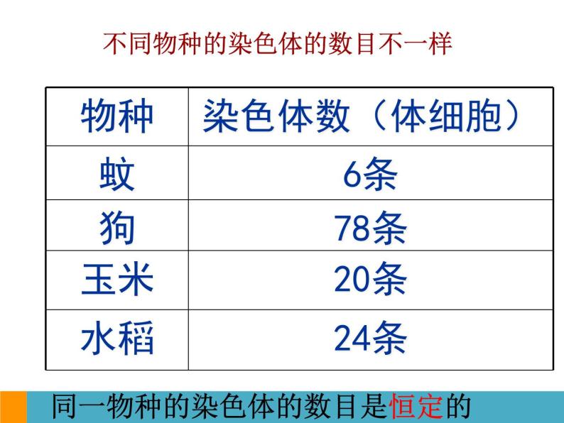 上海版八年级上册生物  2.3.2 染色体与人体性别决定 课件   (共18张PPT)05