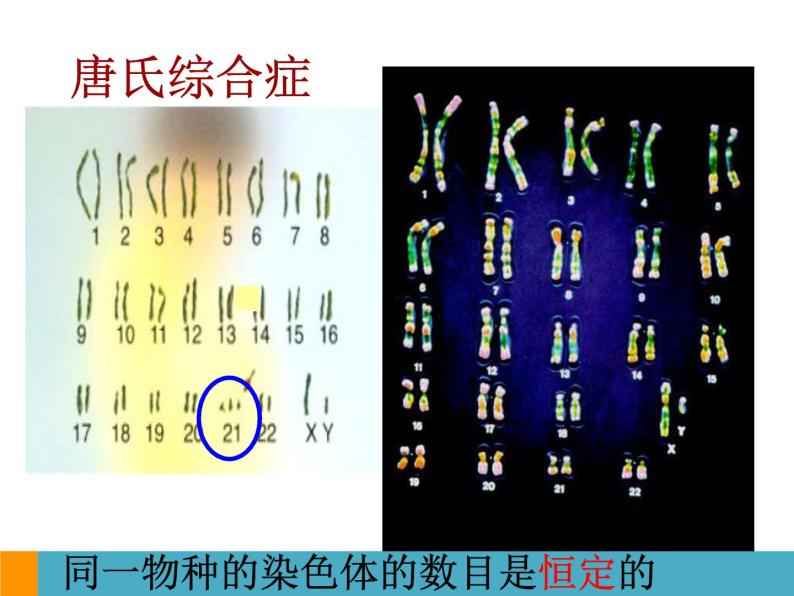 上海版八年级上册生物  2.3.2 染色体与人体性别决定 课件   (共18张PPT)07