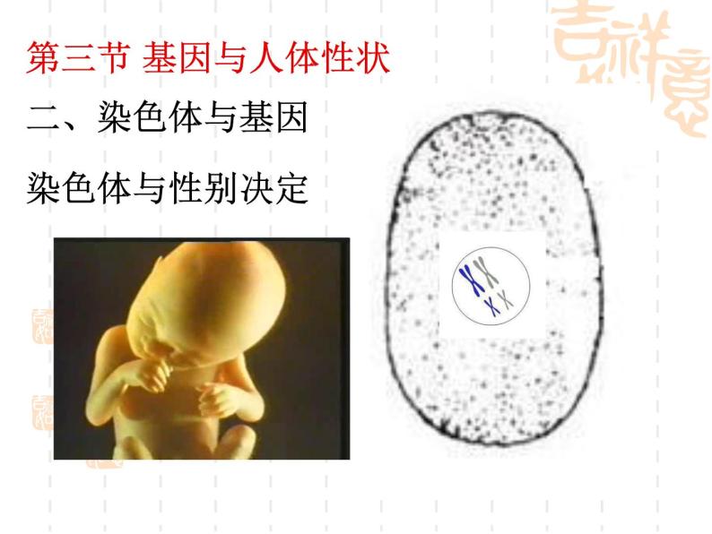上海版八年级上册生物课件 2.3.2 染色体与人体性别决定 (共19张PPT)01