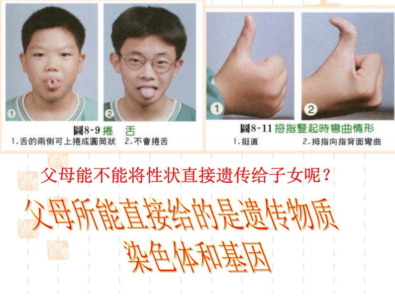 上海版八年级上册生物课件 2.3.2 染色体与人体性别决定 (共19张PPT)02