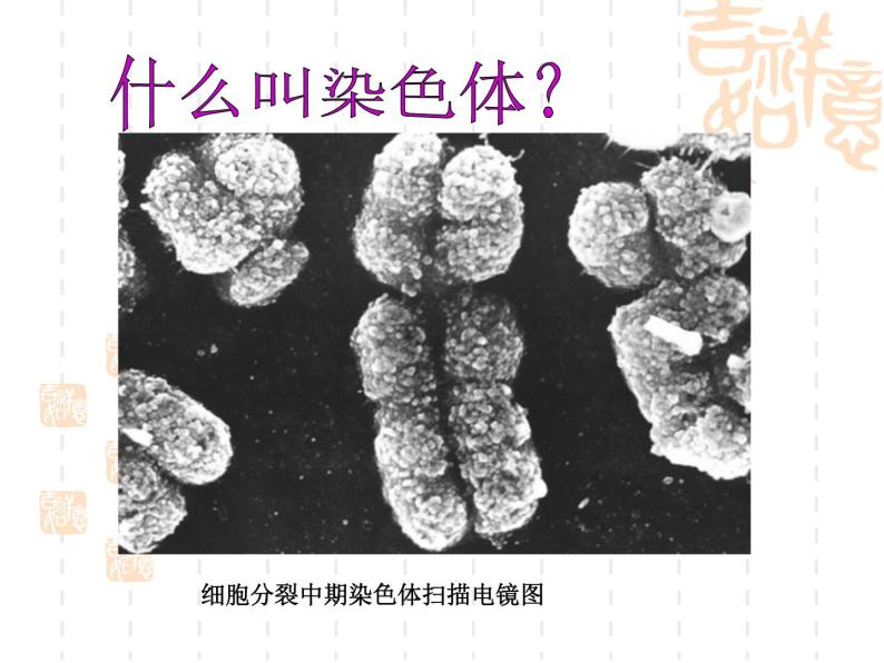 上海版八年级上册生物课件 2.3.2 染色体与人体性别决定 (共19张PPT)03