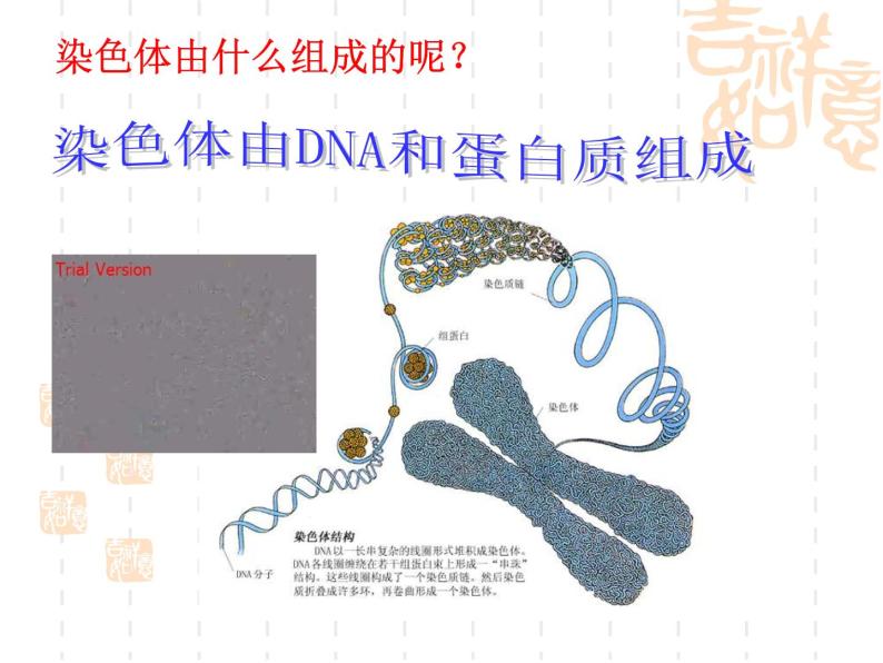 上海版八年级上册生物课件 2.3.2 染色体与人体性别决定 (共19张PPT)04