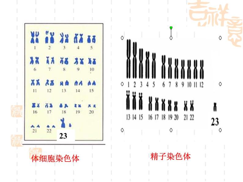上海版八年级上册生物课件 2.3.2 染色体与人体性别决定 (共19张PPT)06