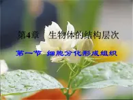 2.4.1细胞分化形成组织课件PPT