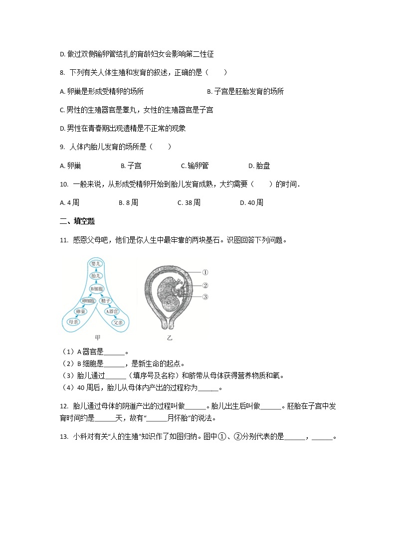 4.1.2 人的生殖 课件+教案+练习  人教版七年级生物下册02