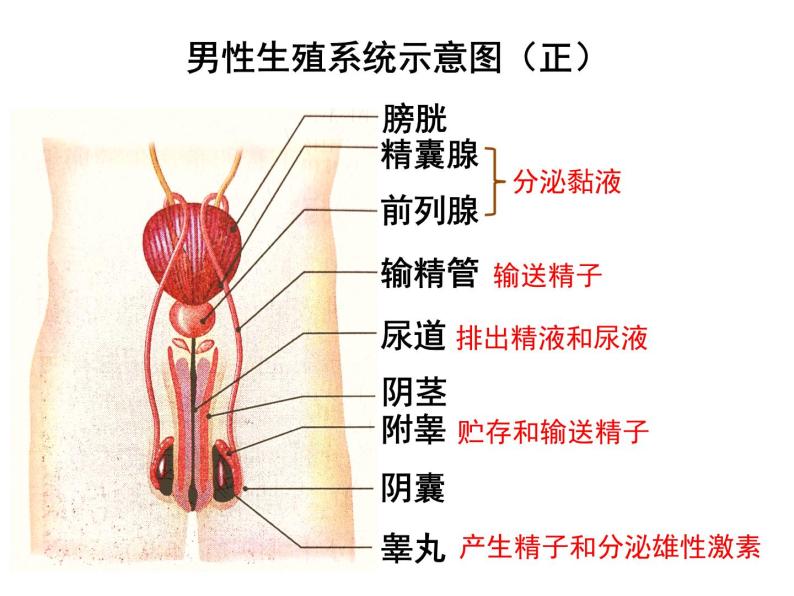 4.1.2 人的生殖 课件+教案+练习  人教版七年级生物下册04