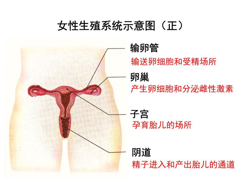 4.1.2 人的生殖 课件+教案+练习  人教版七年级生物下册06