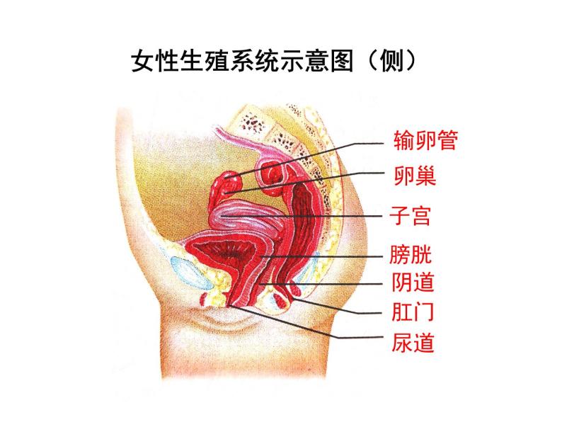 4.1.2 人的生殖 课件+教案+练习  人教版七年级生物下册07