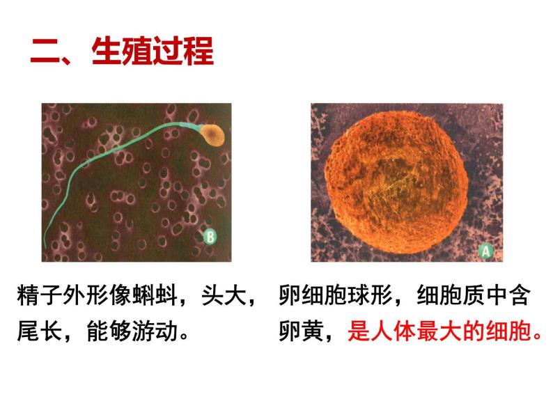 4.1.2 人的生殖 课件+教案+练习  人教版七年级生物下册08