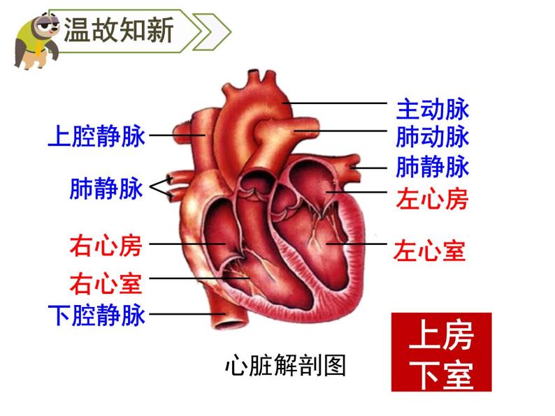 4.5人体内废物的排出 课件+教案+练习  人教版七年级生物下册01