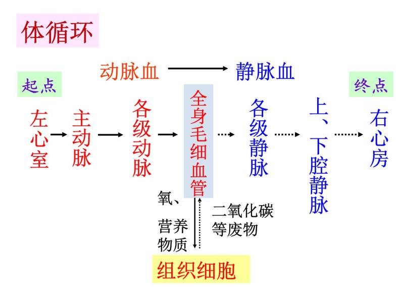 4.5人体内废物的排出 课件+教案+练习  人教版七年级生物下册02