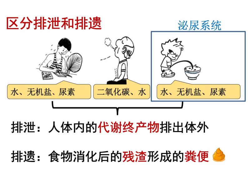 4.5人体内废物的排出 课件+教案+练习  人教版七年级生物下册08