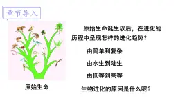 北师大版八年级生物下册 第21章 第2节 第2课时 生物进化的原因 课件