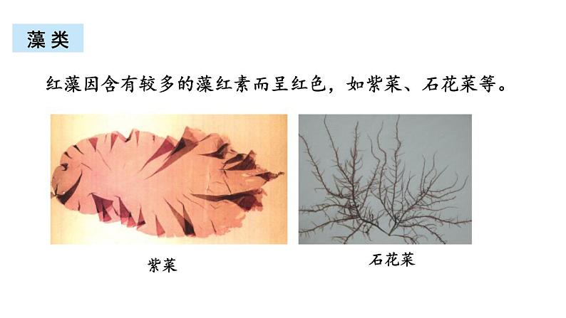 北师大版八年级生物下册 第22章 章末复习 课件08