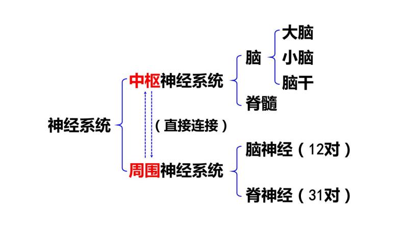 北师大版七年级生物下册 第12章 第1节 第1课时 神经系统 课件06