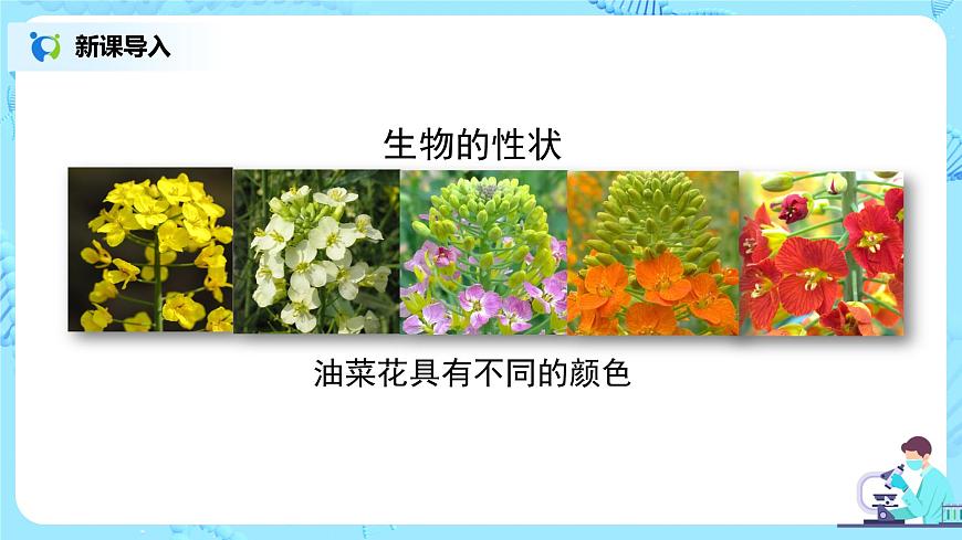 7.2.1《基因控制生物的性狀》（專(zhuān)題復(fù)習(xí)）課件第5頁(yè)