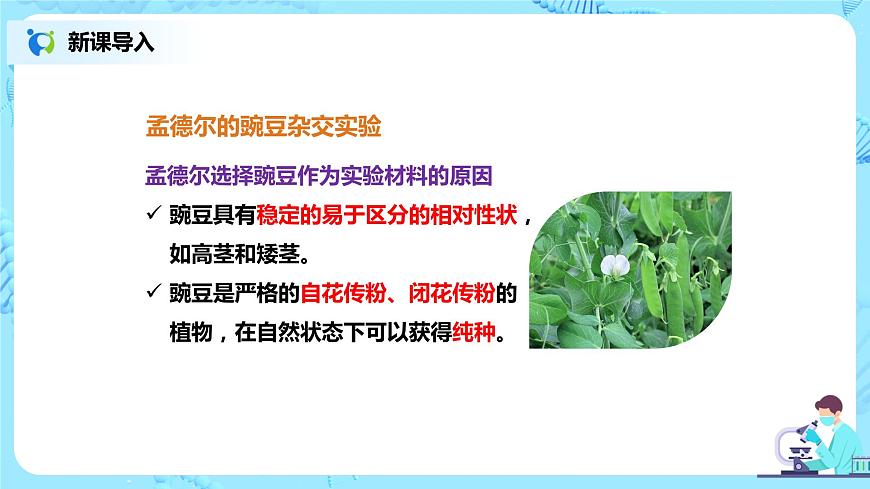 7.2.3《基因的顯性和隱性》課件第3頁(yè)