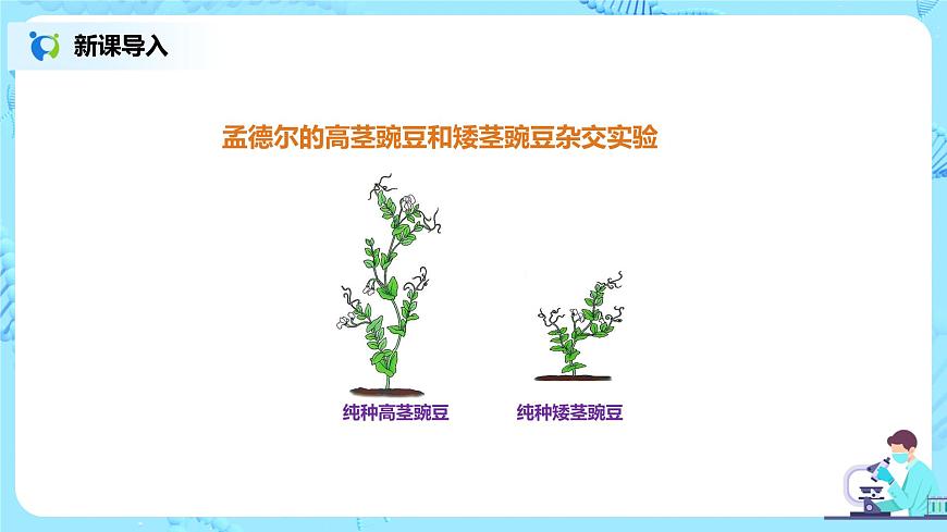 7.2.3《基因的顯性和隱性》課件第4頁(yè)