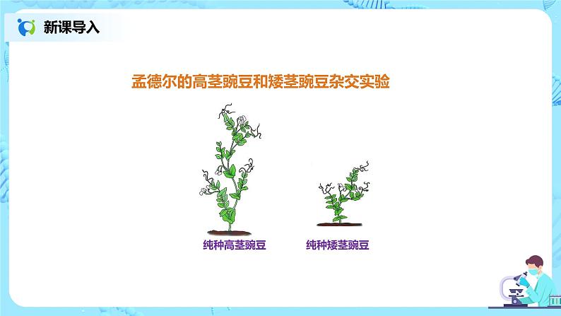 人教版(新课标)生物八下:7.2.3《基因的显性和隐性》课件(送教案+习题)04