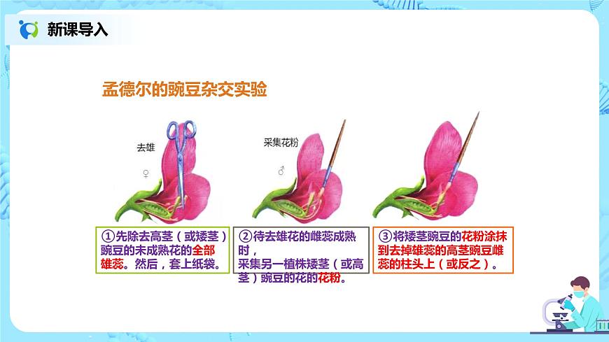 7.2.3《基因的顯性和隱性》課件第5頁(yè)
