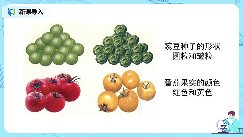 人教版(新课标)生物八下:7.2.1《基因控制生物的性状 》课件(送教案+习题)07