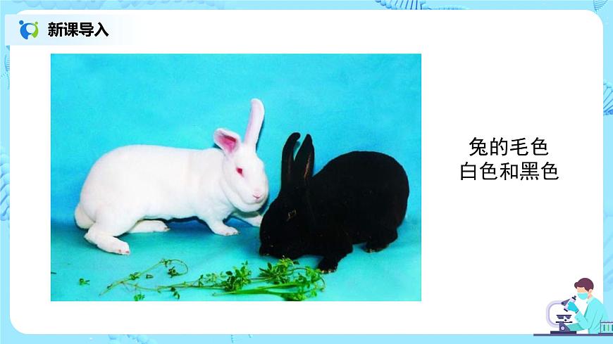 7.2.1《基因控制生物的性狀 》課件第8頁