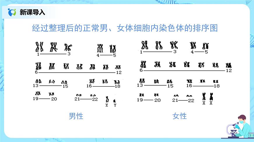 7.2.4《人的性別遺傳》課件第6頁