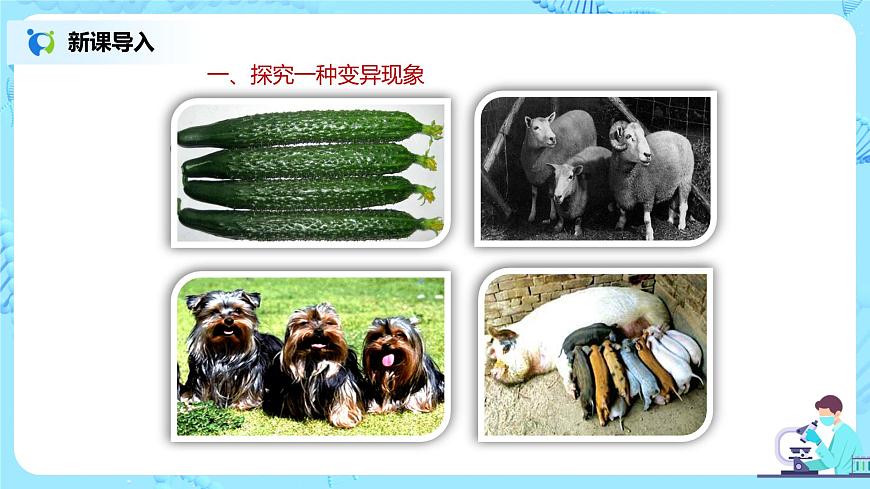 7.2.5《生物的變異》課件第3頁
