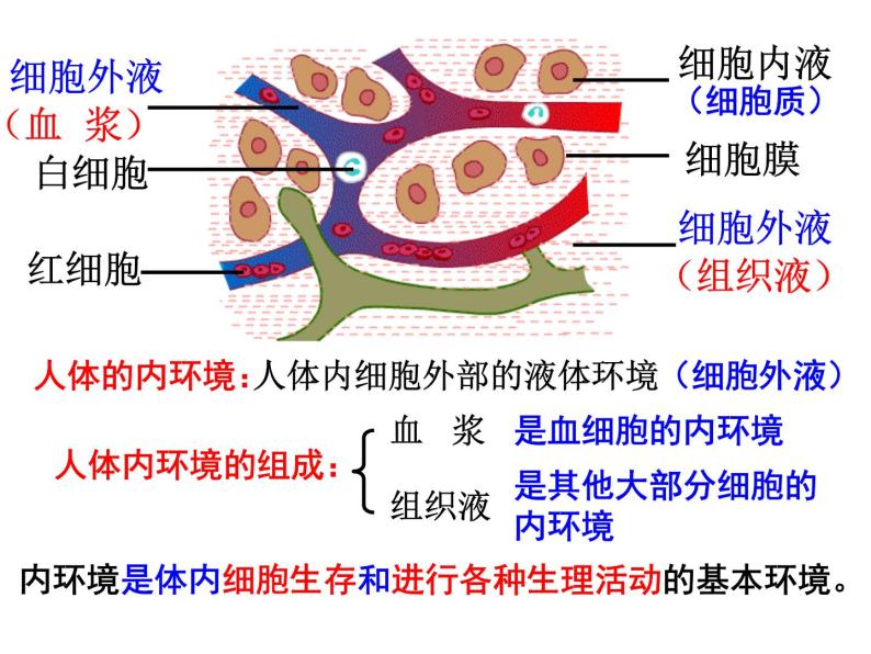 人体是怎样构成的PPT课件免费下载02