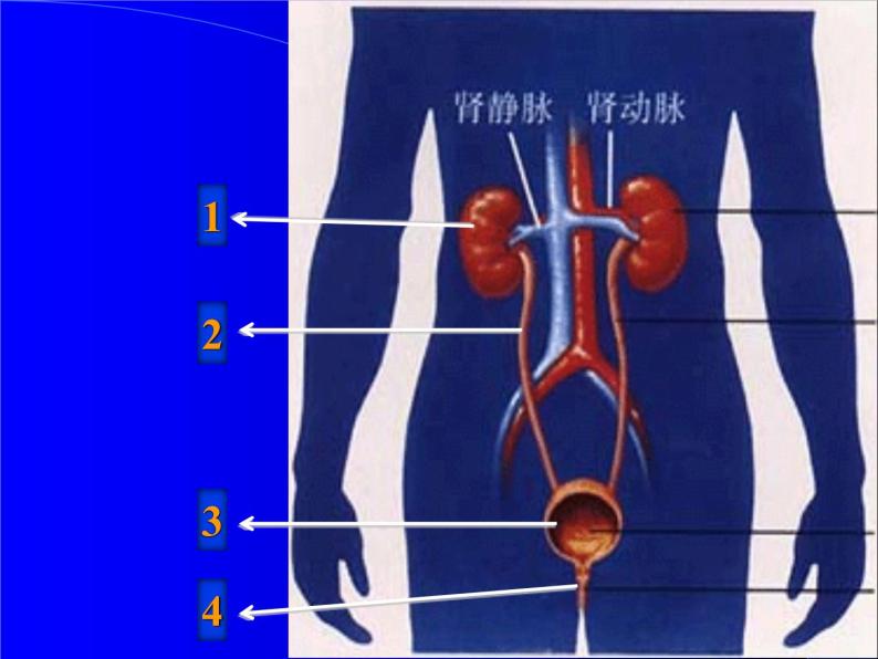 人体生命活动需要的环境条件PPT课件免费下载03