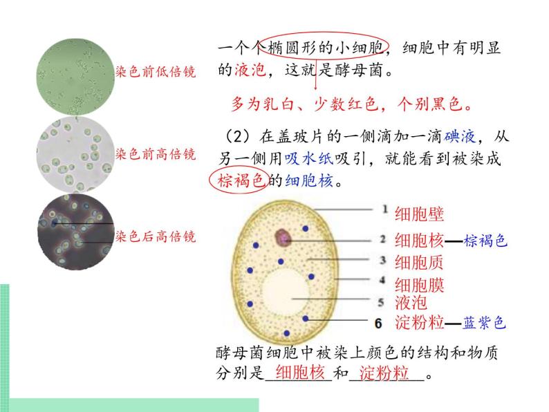 2.3.3 真菌  课件 初中生物济南版 七年级上册（2021年）06