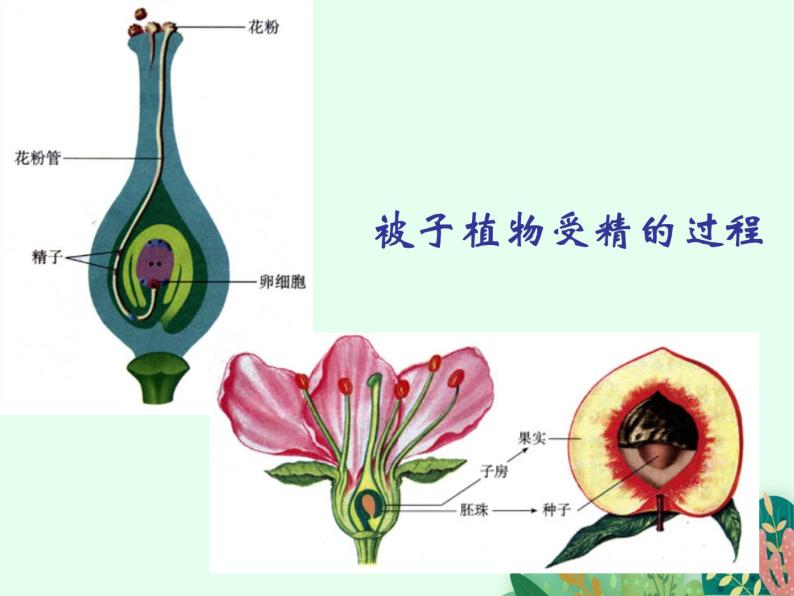 2021-2022学年初中生物鲁科版（五四制） 七年级上册 4.1.2 人的生殖 课件02