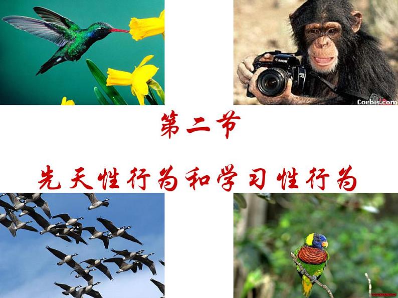 新人教版八年级生物上册第二章《先天性行为和学习行为》课件(37张ppt)第3页
