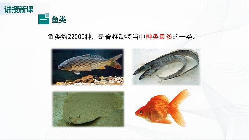 北师大版生物八下22.4《动物的主要类群》课件+教案+学案(一、二课时)04