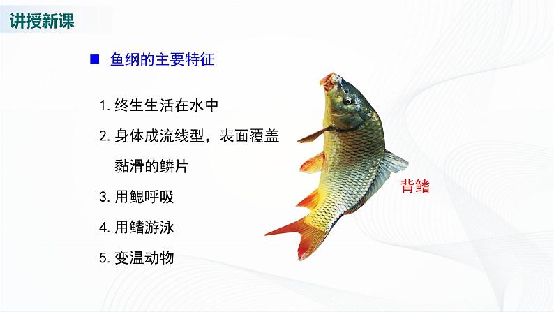 北师大版生物八下22.4《动物的主要类群》课件+教案+学案(一、二课时)05