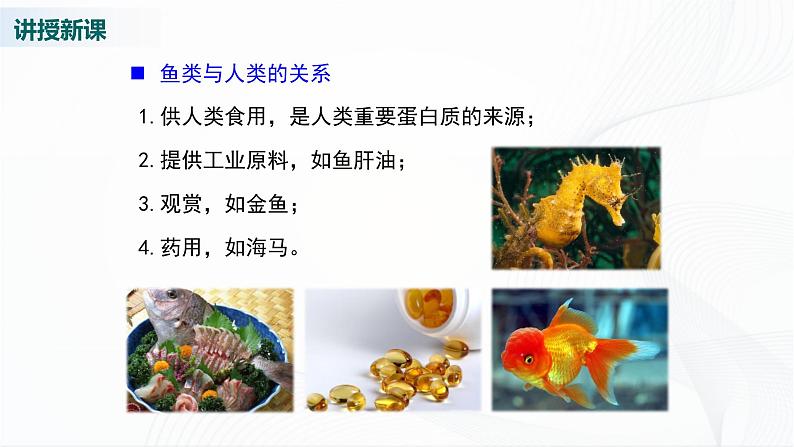 北师大版生物八下22.4《动物的主要类群》课件+教案+学案(一、二课时)06