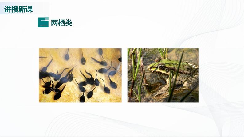 北师大版生物八下22.4《动物的主要类群》课件+教案+学案(一、二课时)07