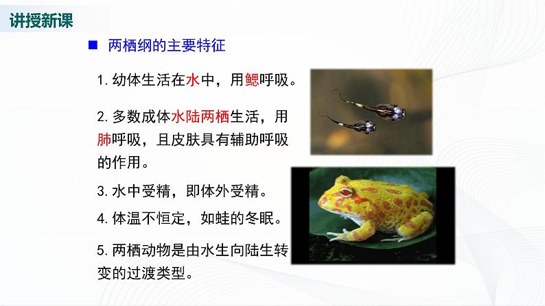 北师大版生物八下22.4《动物的主要类群》课件+教案+学案(一、二课时)08