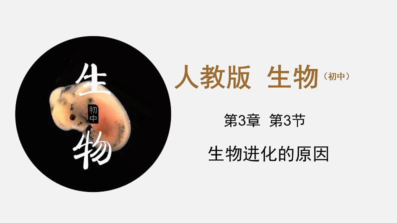 生物进化的原因PPT课件免费下载01