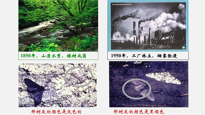 生物进化的原因PPT课件免费下载04