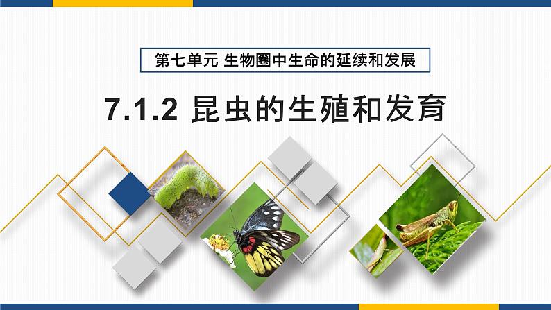 7.1.2 昆虫的生殖和发育 2021-2022学年八年级生物下学期同步精品课件第2页