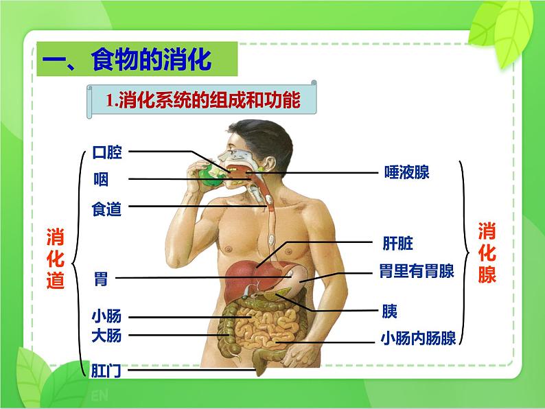 4.2.2消化和吸收(课件)-2021-2022学年七年级生物下册课件(人教版)第4页