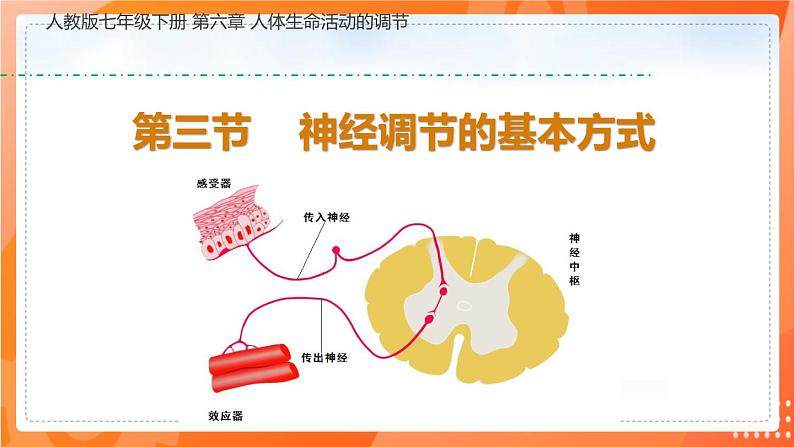 4.6.3神经调节的基本方式-2021-2022学年七年级生物下学期同步课件(人教版)第1页