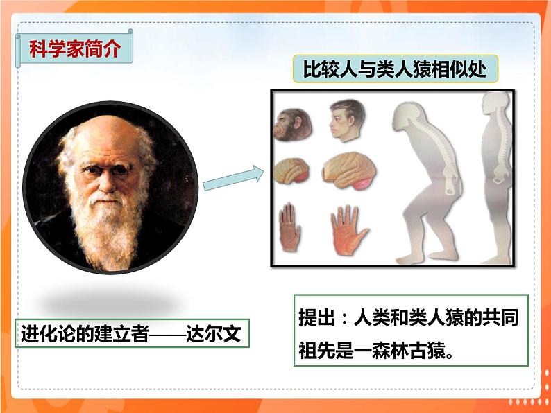 4.1.1人类的起源和发展(课件)-2021-2022学年七年级生物下册课件(人教版)第3页