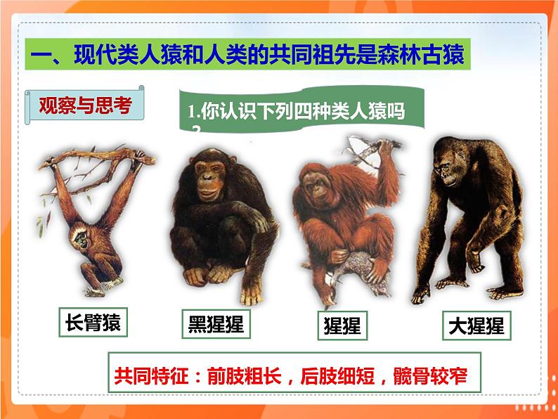 4.1.1人类的起源和发展(课件)-2021-2022学年七年级生物下册课件(人教版)第4页