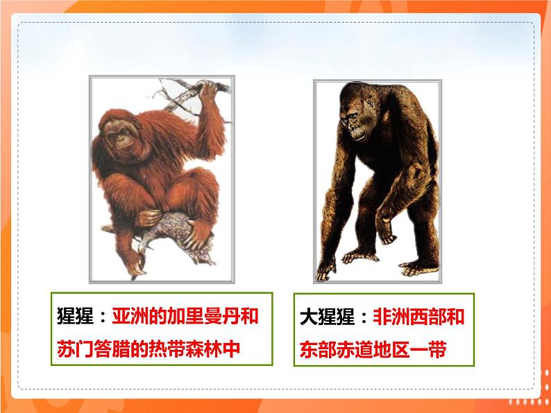 4.1.1人类的起源和发展(课件)-2021-2022学年七年级生物下册课件(人教版)第6页