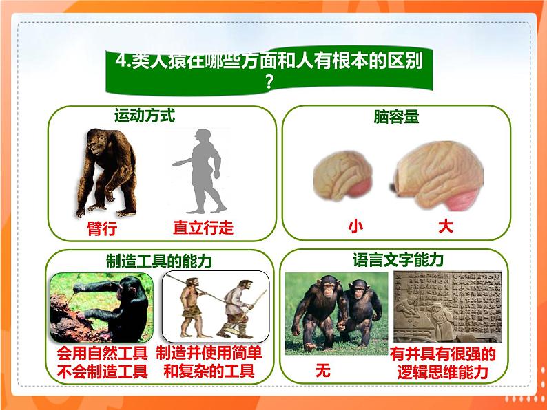 4.1.1人类的起源和发展(课件)-2021-2022学年七年级生物下册课件(人教版)第8页