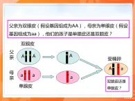 7.2.3基因的显性和隐性-2021-2022学年八年级生物下册同步课件（人教版）