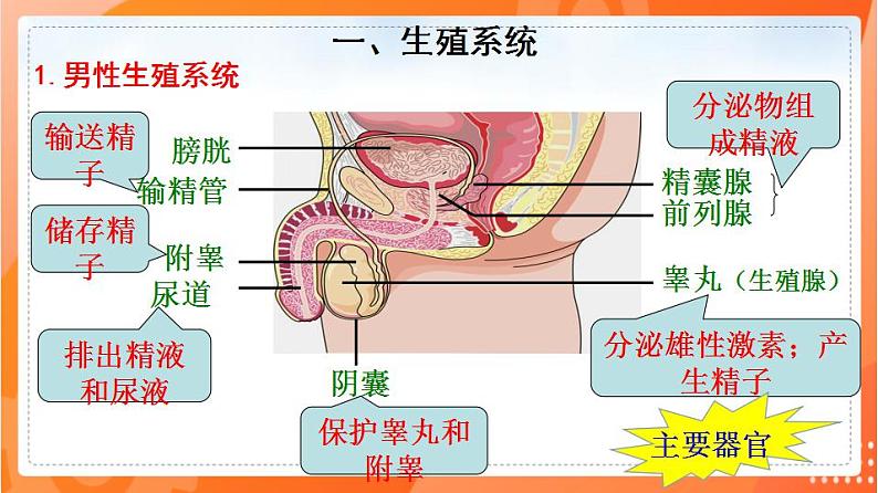 4.1.2人的生殖(课件)-2021-2022学年七年级生物下册同步(人教版)第2页